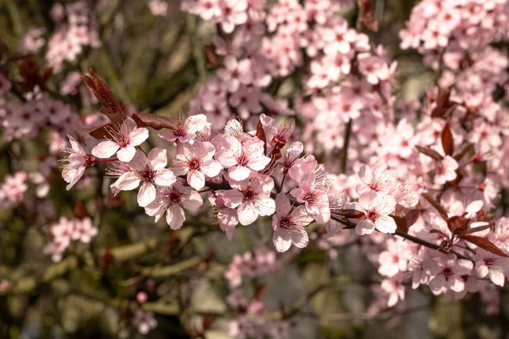 a photo of cherry blossoms in full bloom