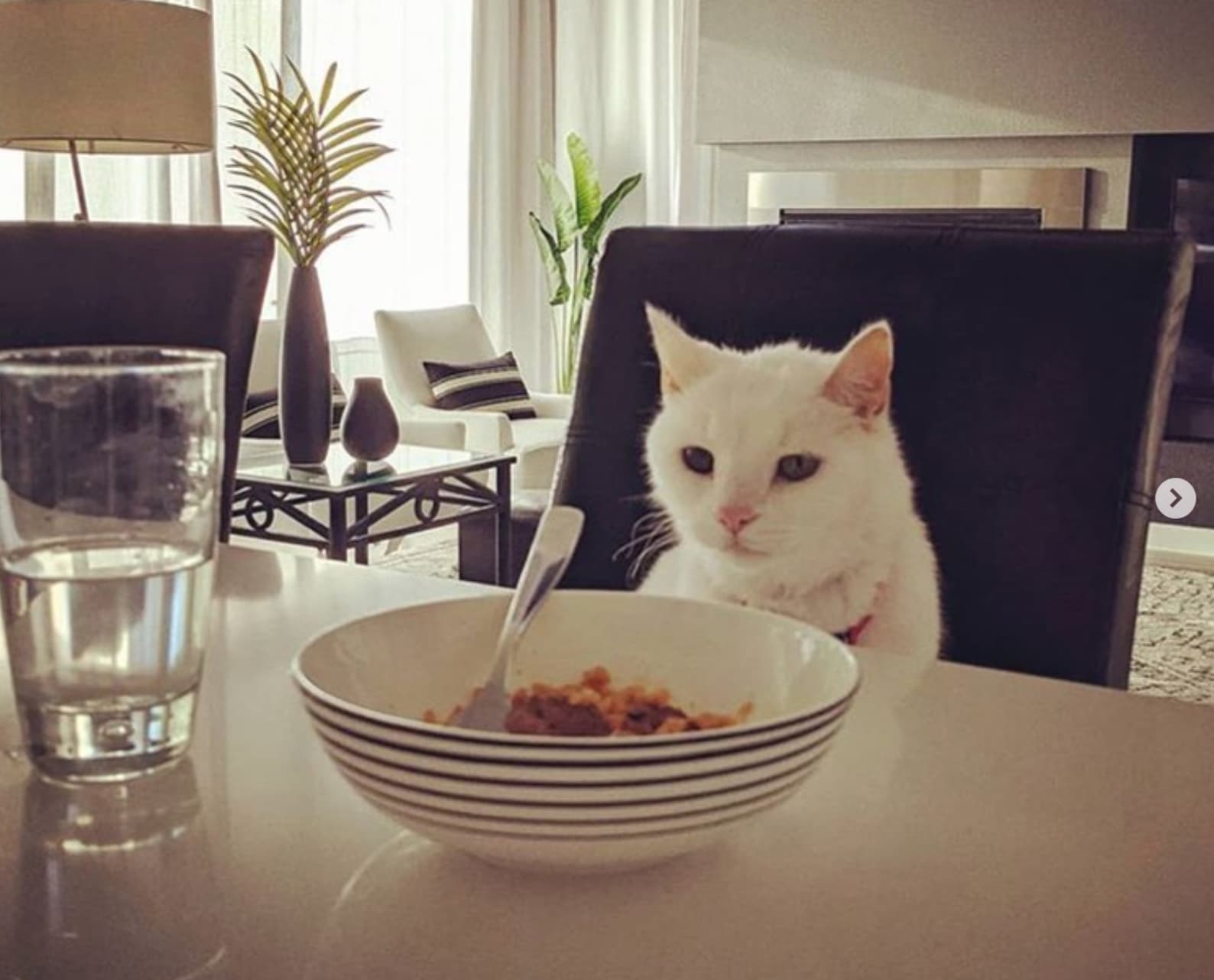 Table Cats of the World Unite!